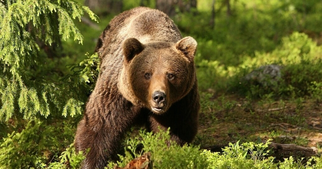 Turistă atacată de urs în apropiere de barajul Vidraru!