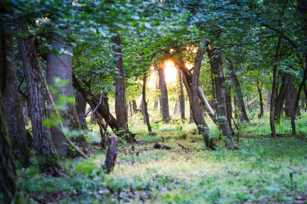 ÎMPREUNĂ PENTRU VERDE!