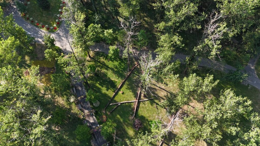 Lucrări de tăiere a arborilor uscați în Parcul Lunca Argeșului