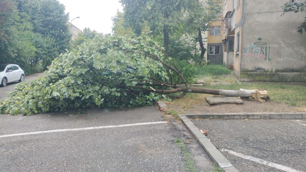 Furtuna a făcut ravagii în Argeș! Copaci căzuți și mașini avariate