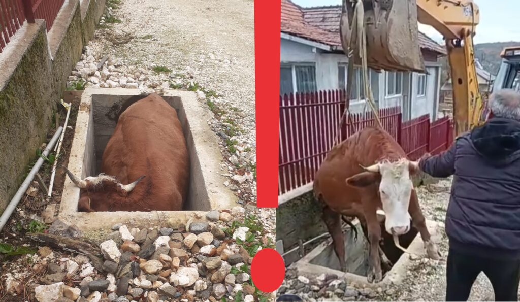 ALERTĂ LA BUGHEA DE JOS – ANIMAL CĂZUT ÎNTR UN CANAL