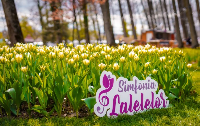 Piteștiul se pregătește pentru ediția jubiliară „Simfonia Lalelelor 50”! Primii bulbi au fost deja plantați în Parcul Lunca Argeșului