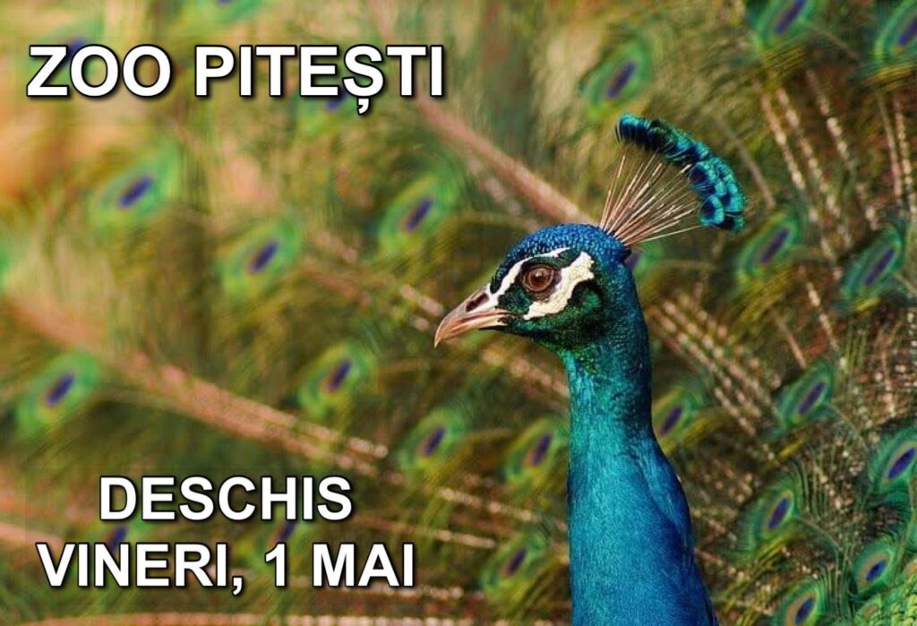 Destinația ideală pentru minivacanța de 1 Mai! Grădina Zoologică Pitești își așteaptă vizitatorii