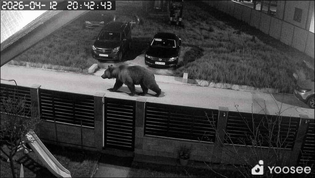 Alertă maximă lângă Pitești! Urșii au petrecut minivacanța de Paște în zonele locuite