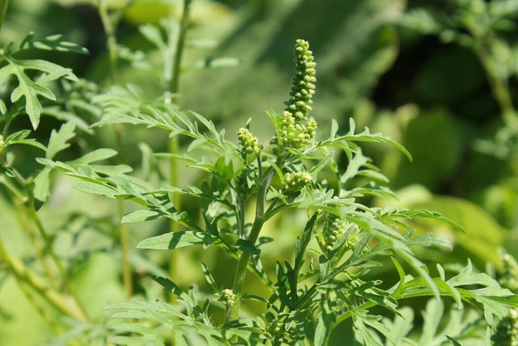 Ultimatum pentru proprietarii de terenuri din Pitești! Amenzi usturătoare de până la 20.000 de lei dacă nu distrugeți această plantă