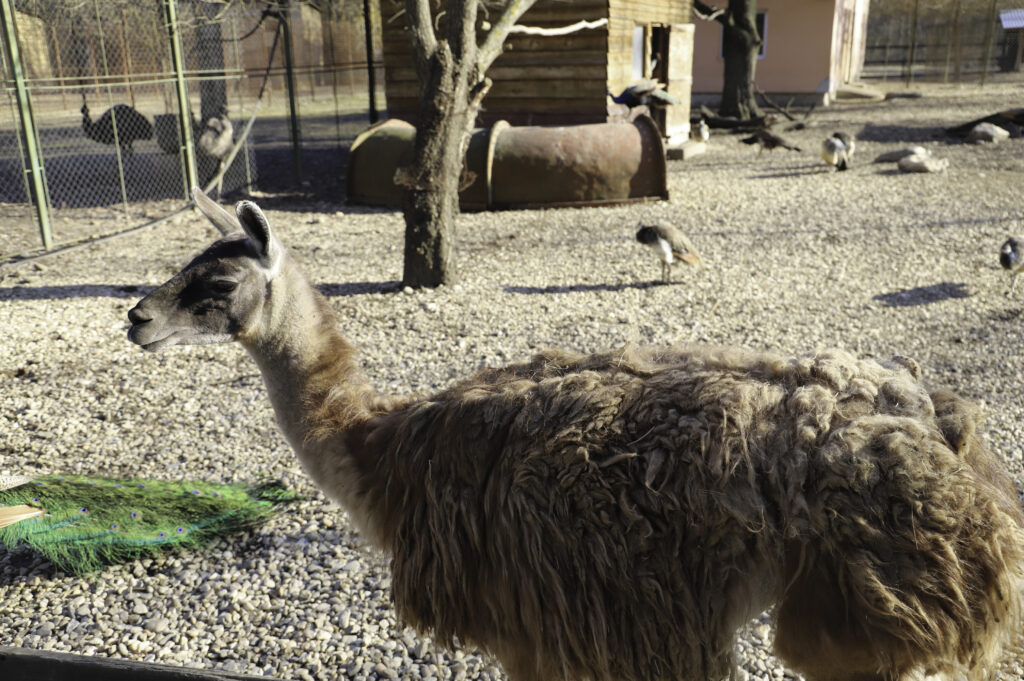 Cadou de 1 Iunie la Pitești: acces gratuit pentru copii la Zoo