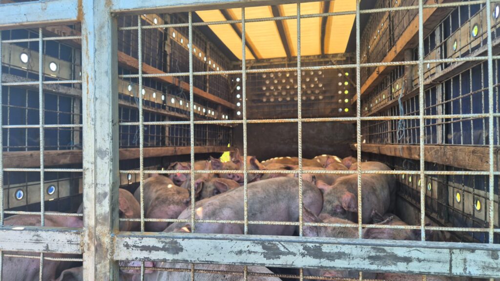 Transport ilegal de porci descoperit pe Autostrada București–Pitești