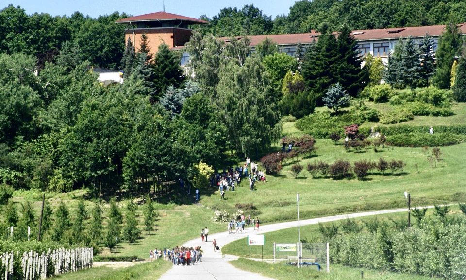 Cules de afine în Argeș: fructe proaspete la 30 lei/kg