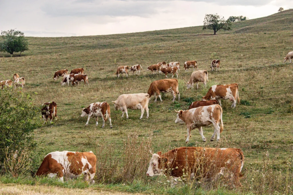 Mai multe pășuni pentru crescătorii de animale din Câmpulung
