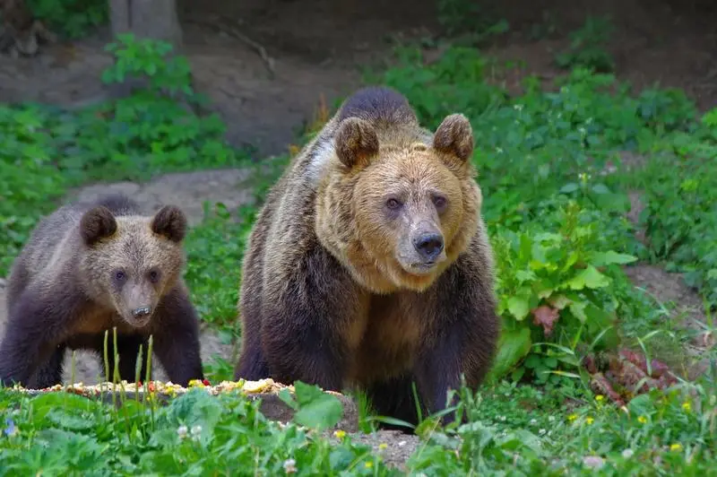 Urșii seamănă teroare în Argeș: animale ucise în curțile localnicilor
