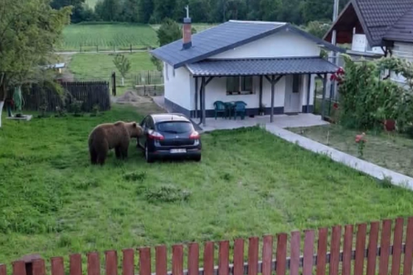 Panică în Bascov: un urs a invadat curtea unei case