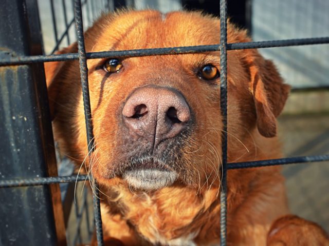 Campanie de sterilizare gratuită pentru câini și pisici în Curtea de Argeș