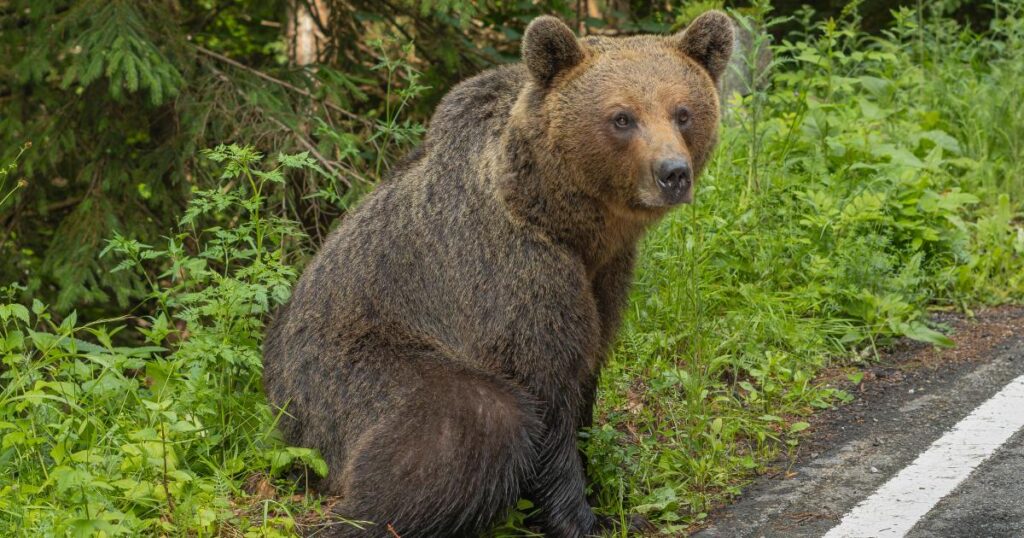 Urși semnalați în 7 localități din Argeș. Mesaje Ro-Alert