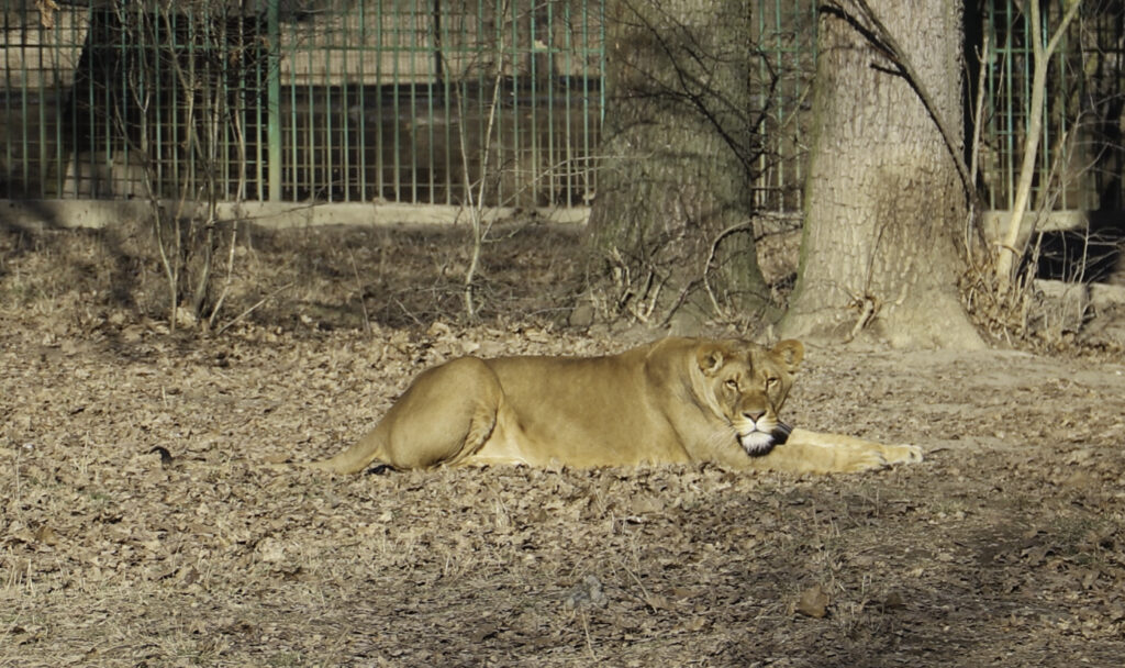 Zoo Pitești trece la programul de iarnă. Cât costă biletele