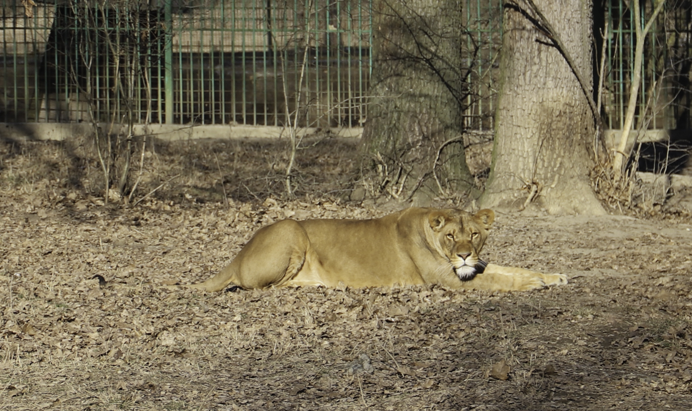 Program de iarnă la Zoo Pitești: Cât te costă o vizită?
